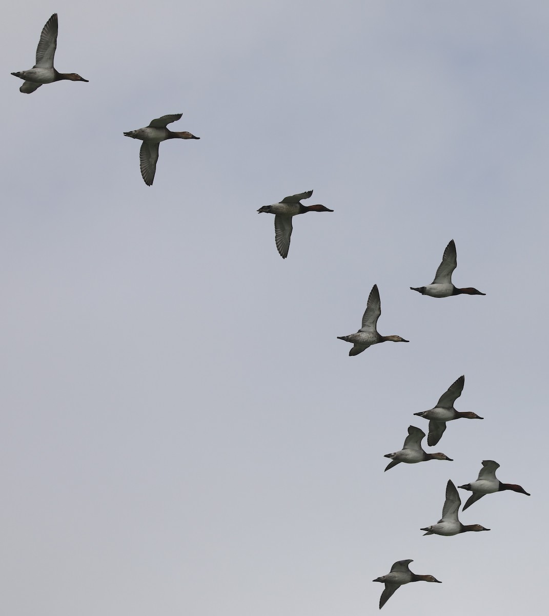 Murgilari bizkarzuria - ML645222302