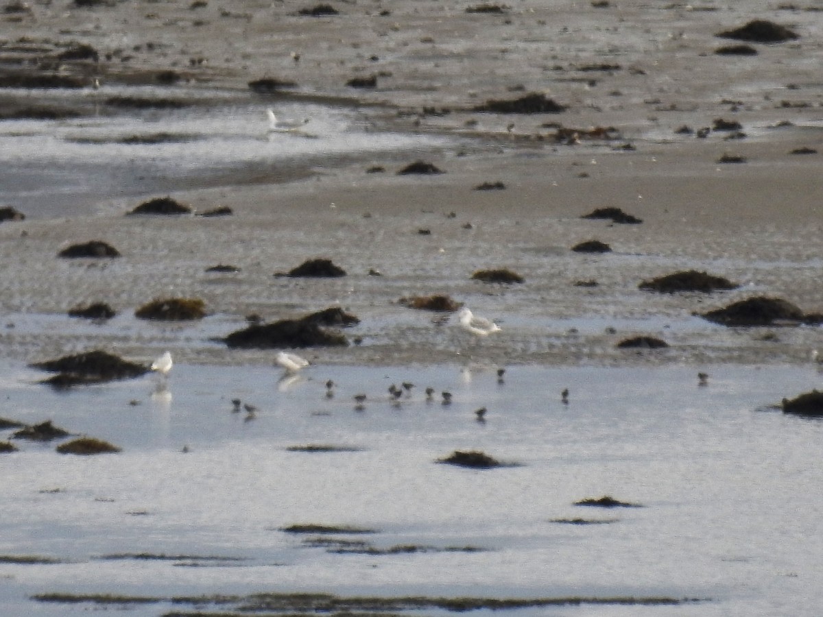 Purple Sandpiper - ML645222306