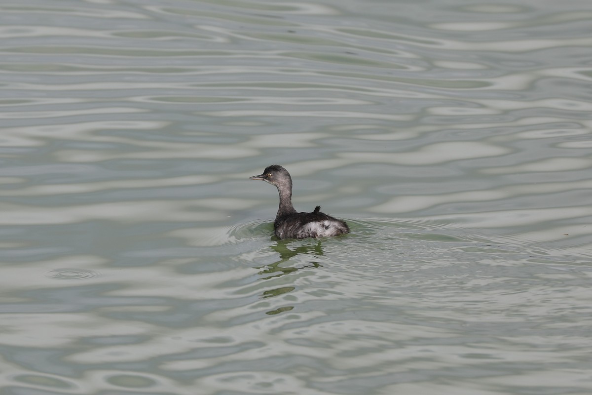 Amerika Küçük Batağanı - ML645222308