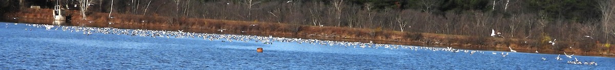 tanımsız Larinae sp. - ML645222309