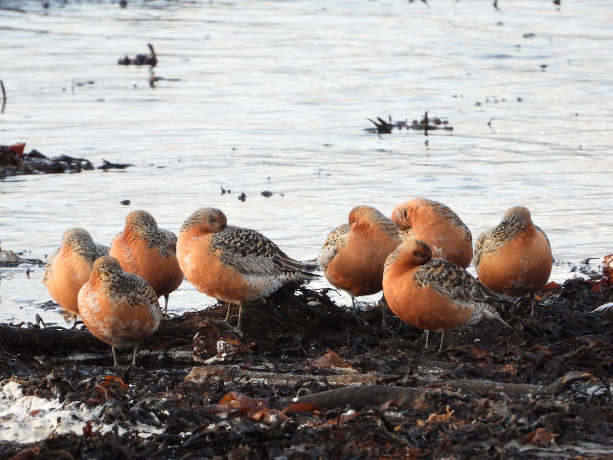 Red Knot - ML645222311