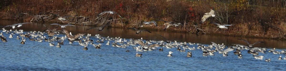 tanımsız Larinae sp. - ML645222315