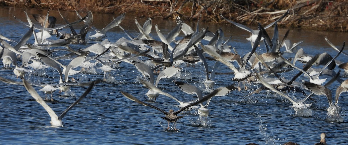 tanımsız Larinae sp. - ML645222322