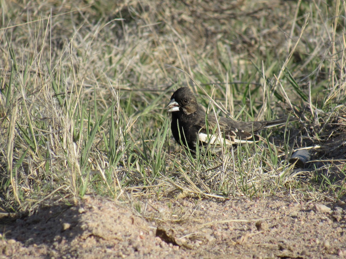 カタジロクロシトド - ML645222330