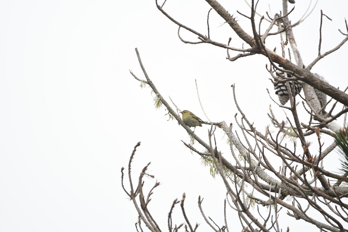 Tennessee Warbler - ML645222331