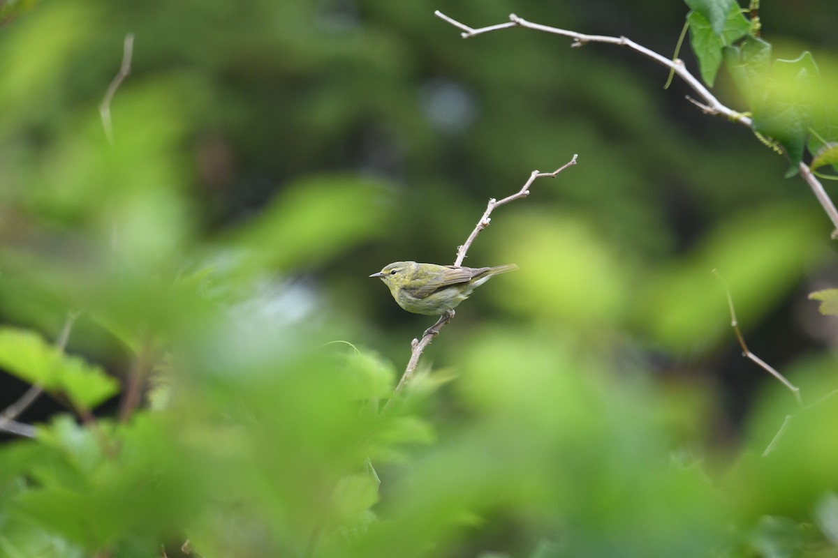 Tennessee Warbler - ML645222391