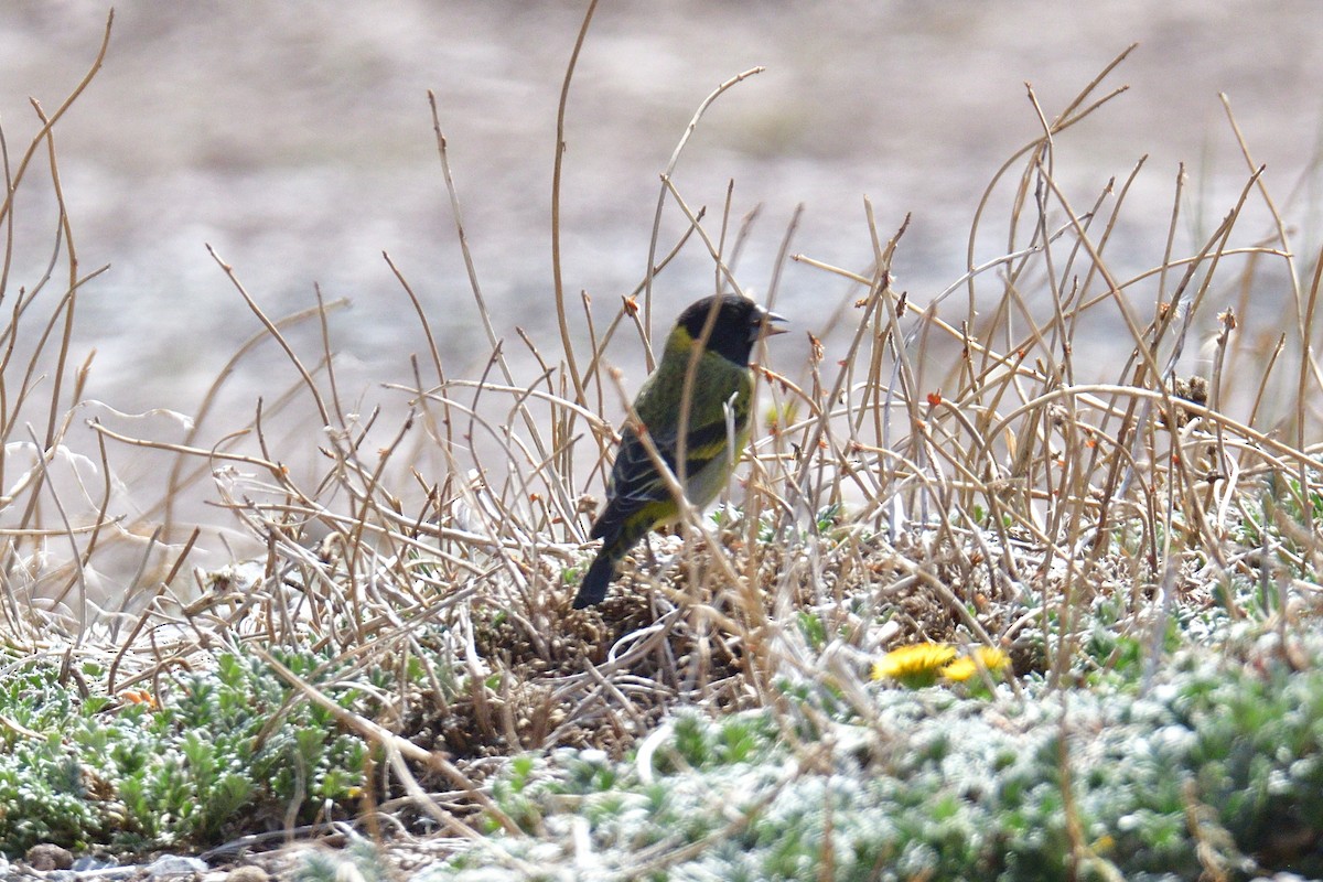Thick-billed Siskin - ML645222407