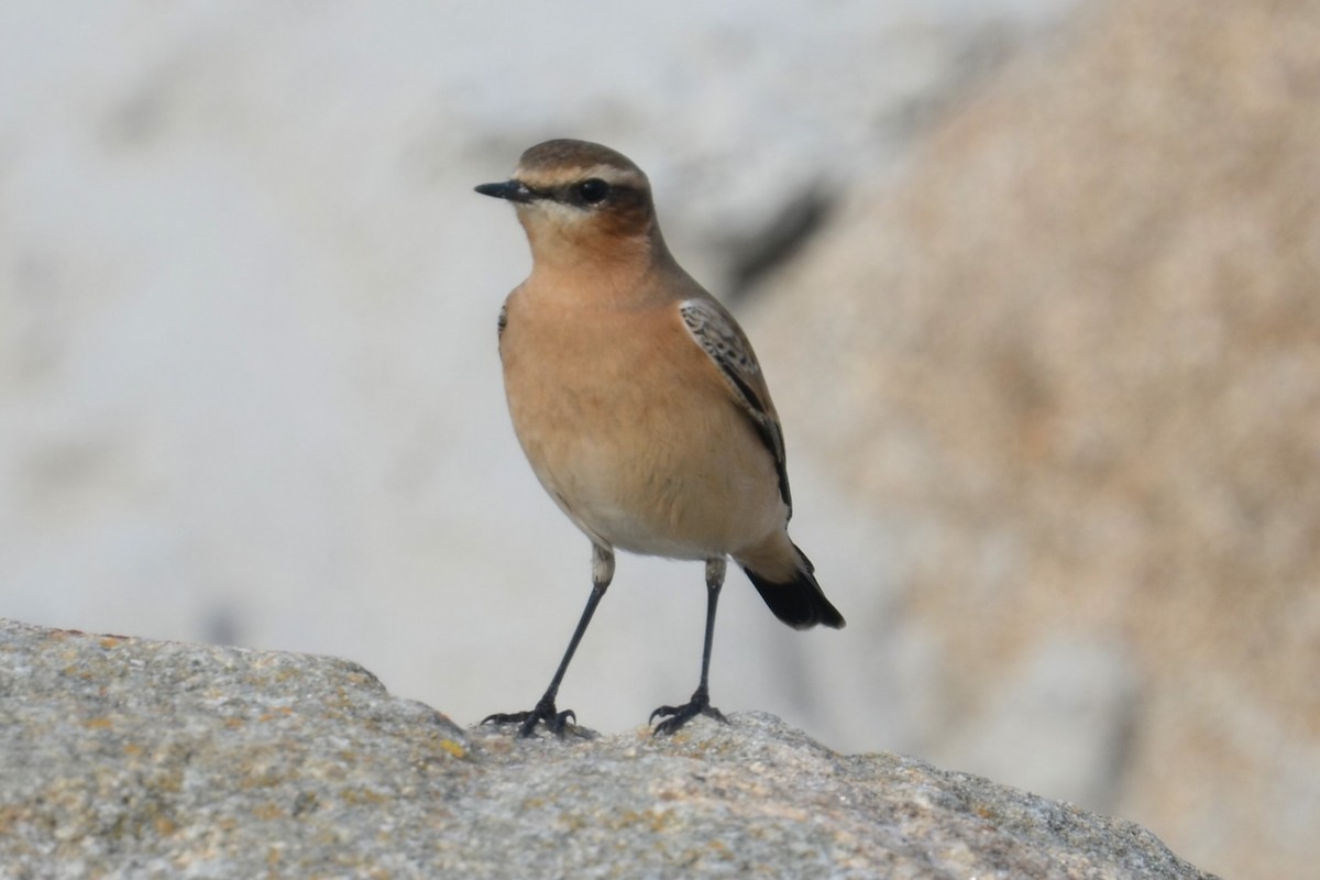 Northern Wheatear (Greenland) - ML645222408