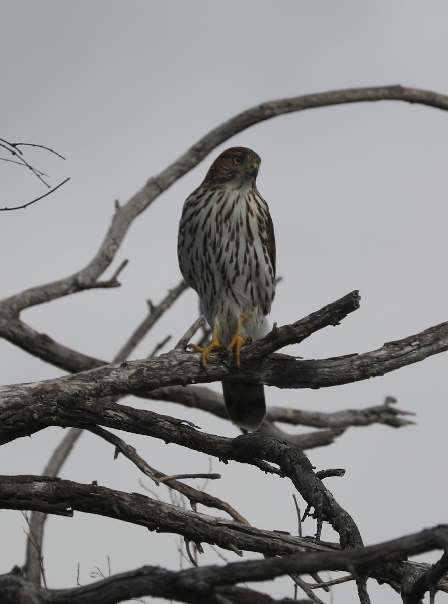 Cooper's Hawk - ML645222409