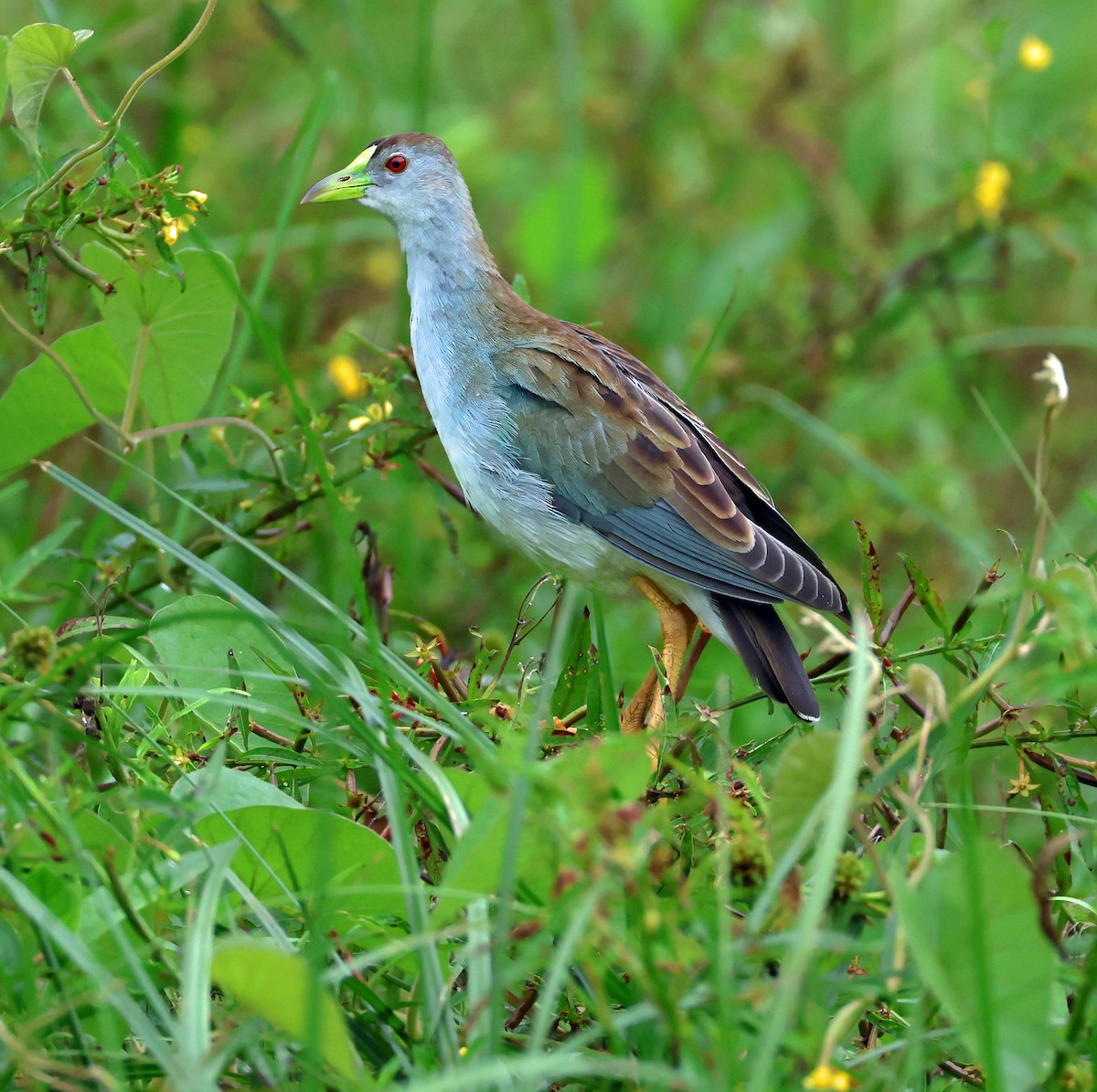 Azure Gallinule - ML645222413