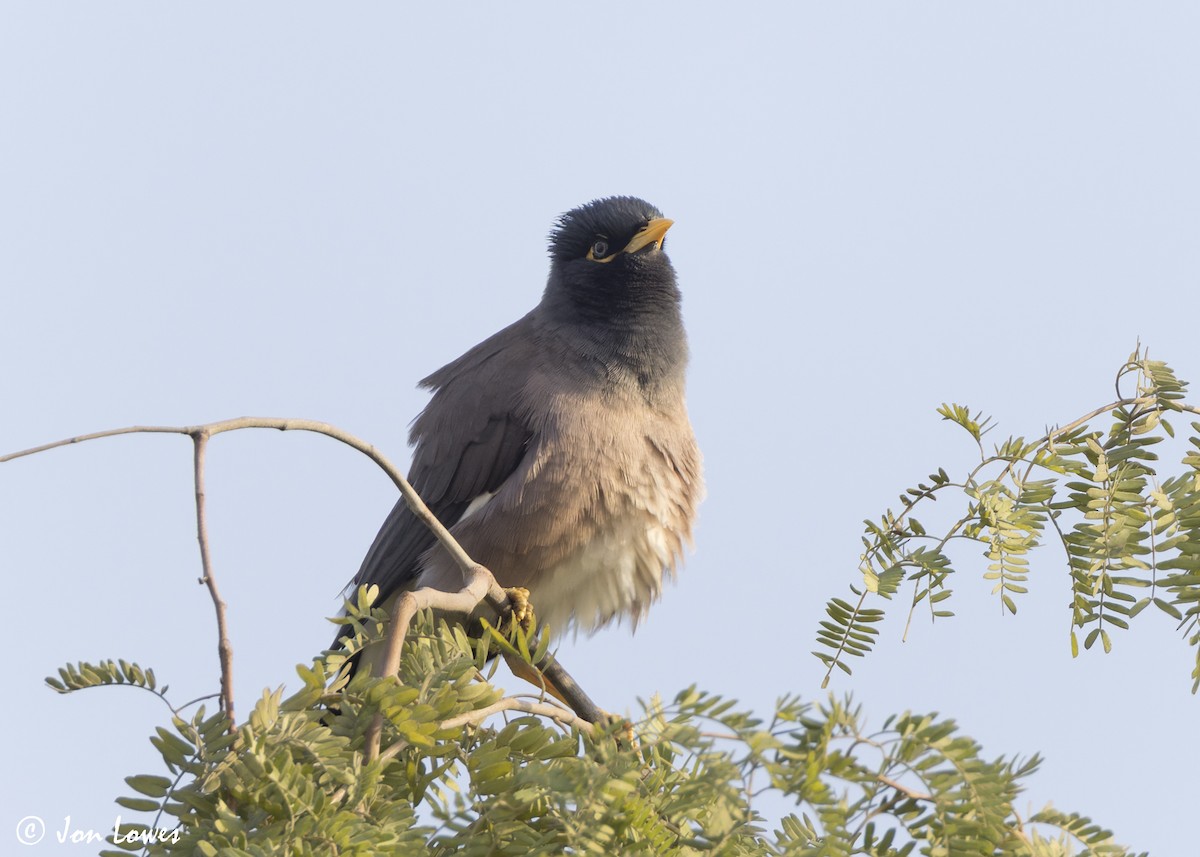 Hartxori tristea - ML645222422