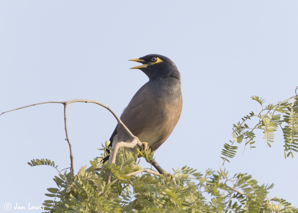 Hartxori tristea - ML645222423