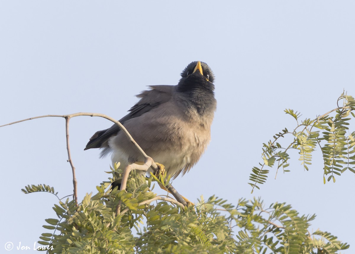 Hartxori tristea - ML645222424