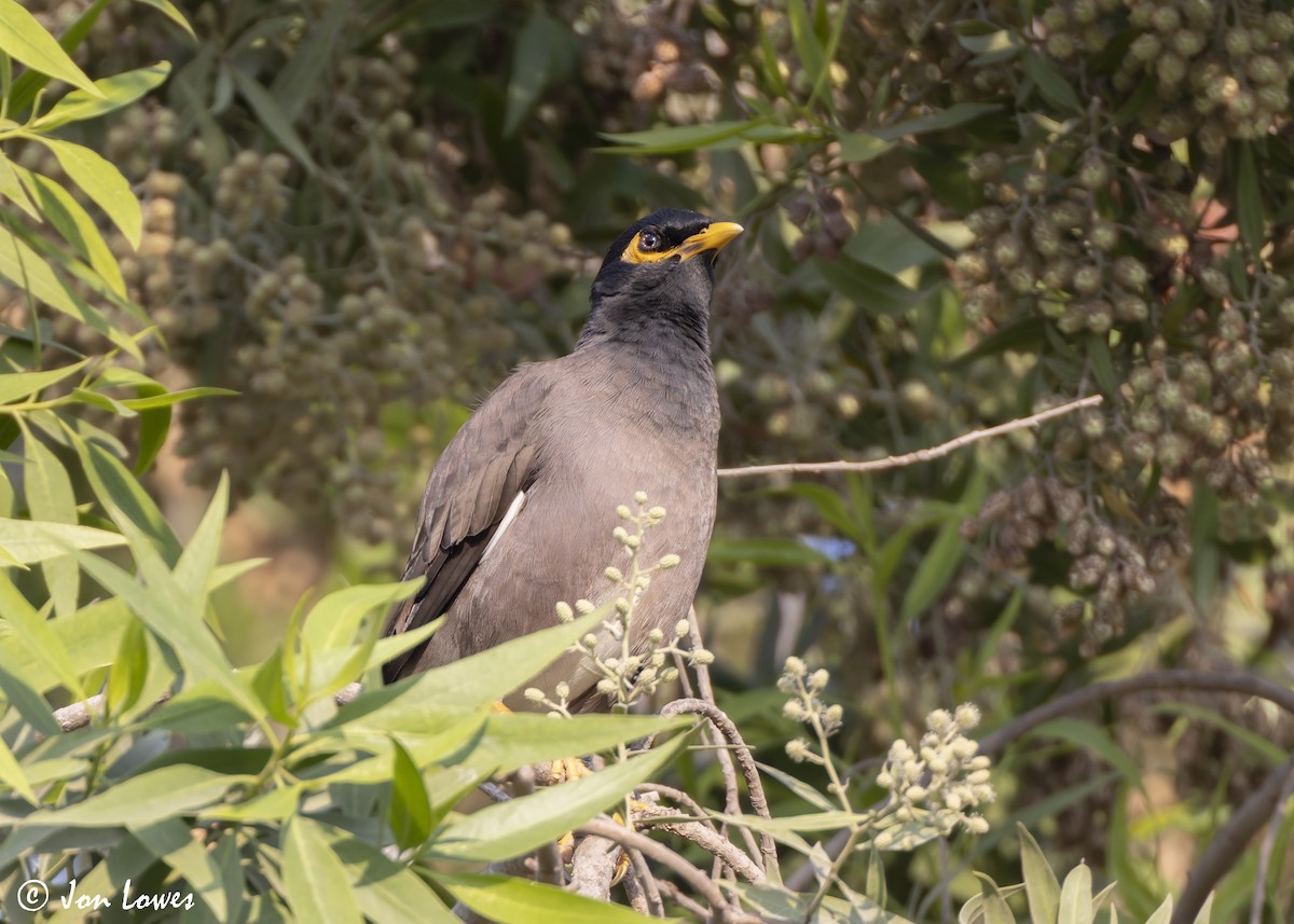 Hartxori tristea - ML645222425