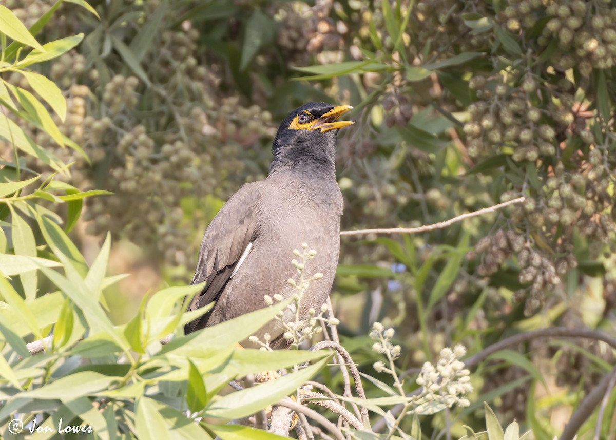 Hartxori tristea - ML645222426