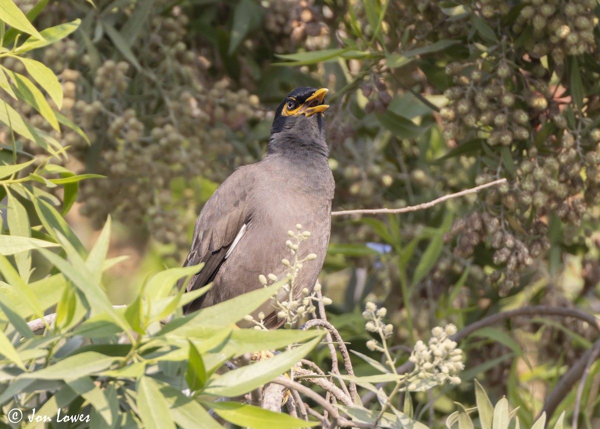 Hartxori tristea - ML645222427