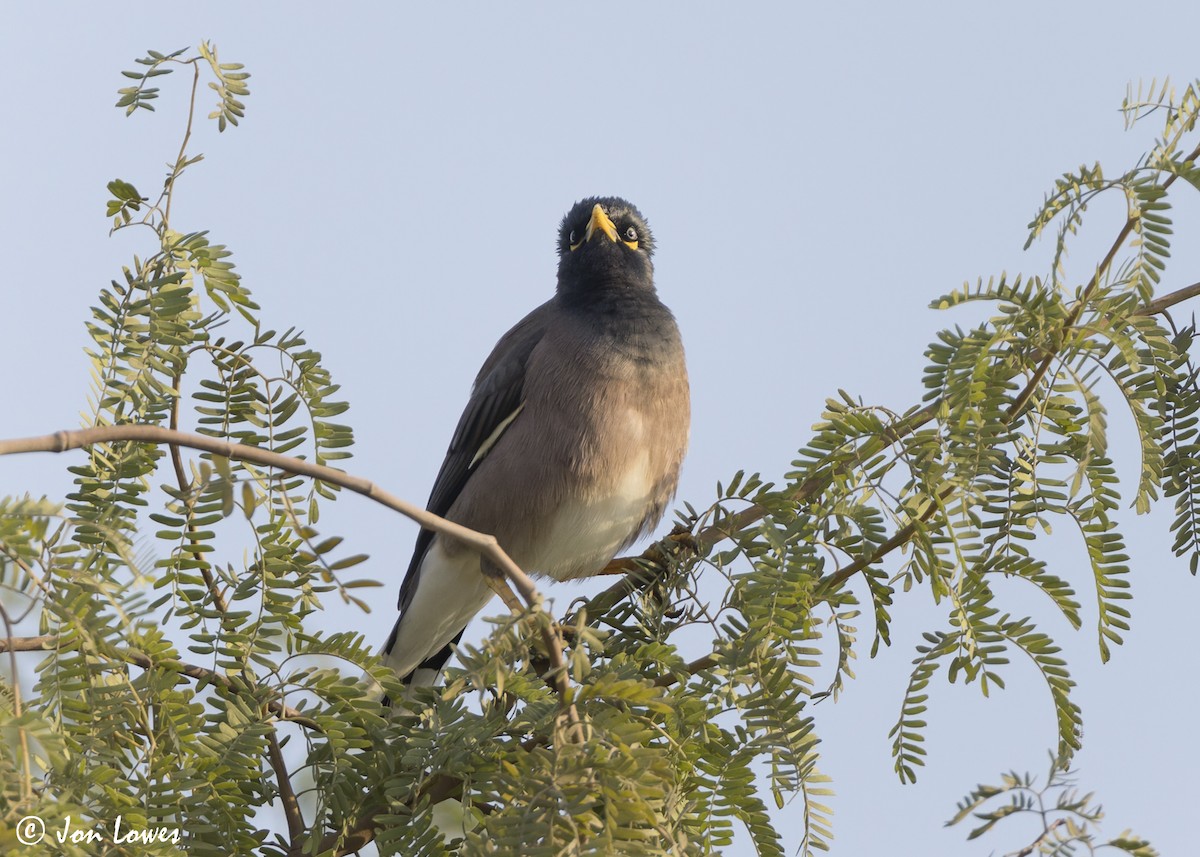 Hartxori tristea - ML645222428