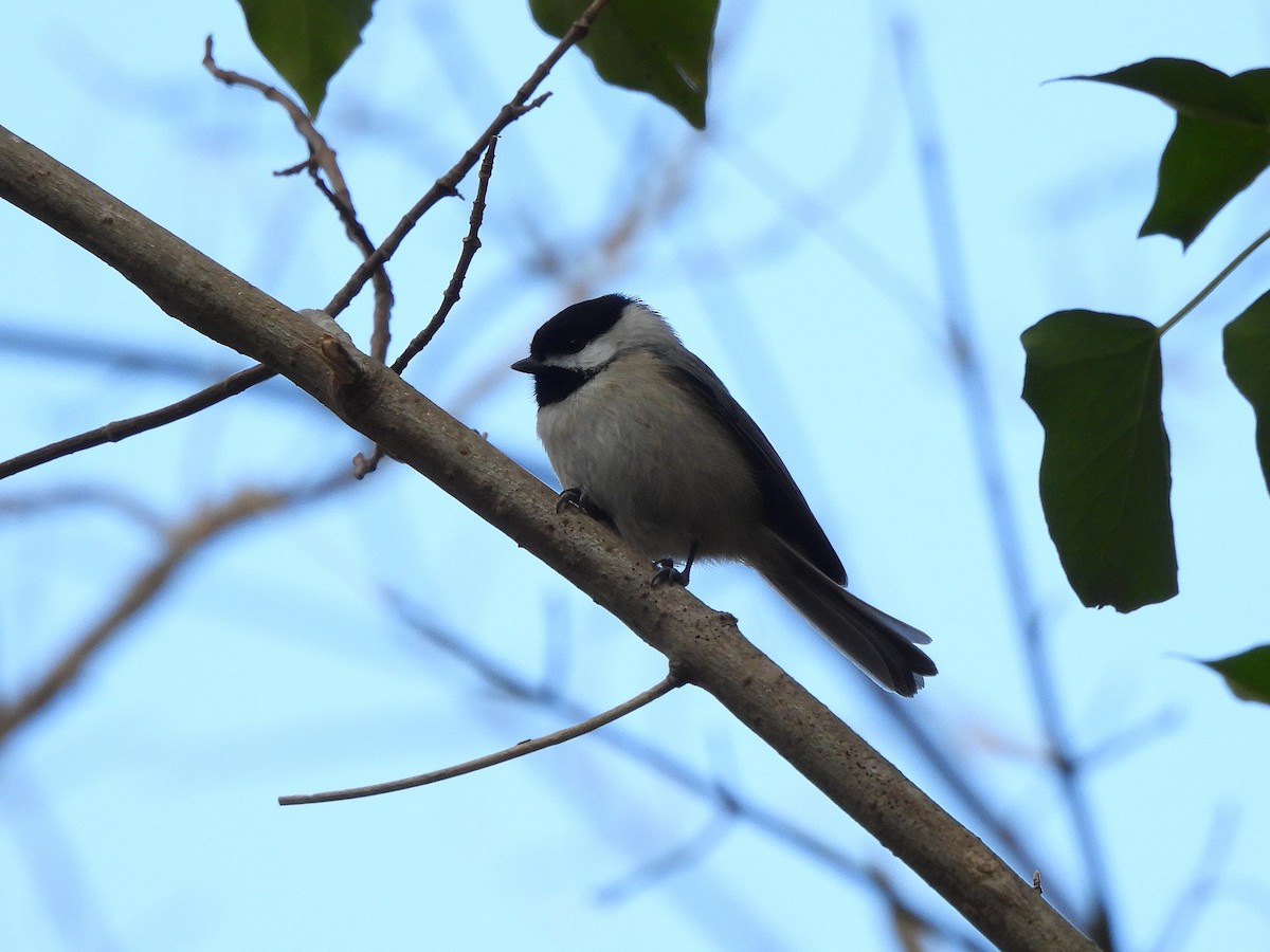 Carolina Chickadee - ML645222429