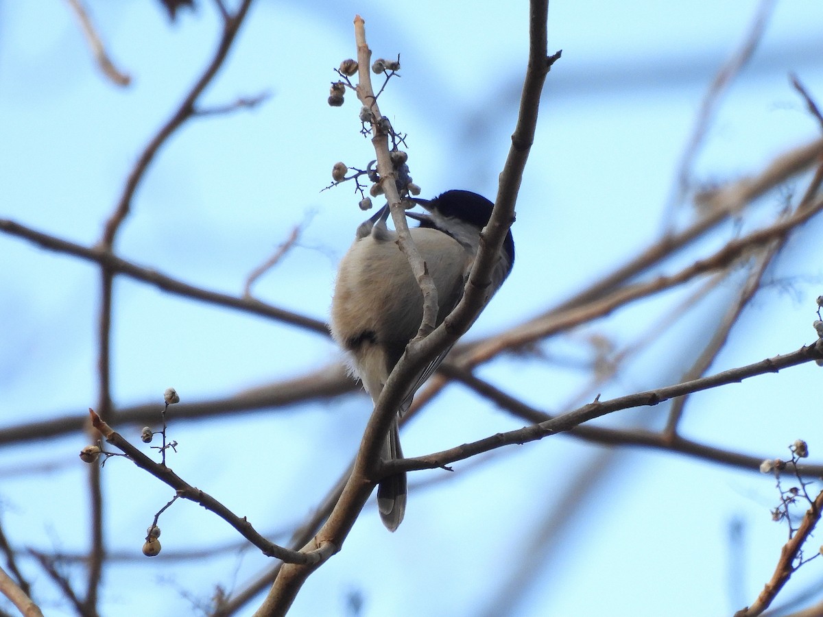 Carolina Chickadee - ML645222430