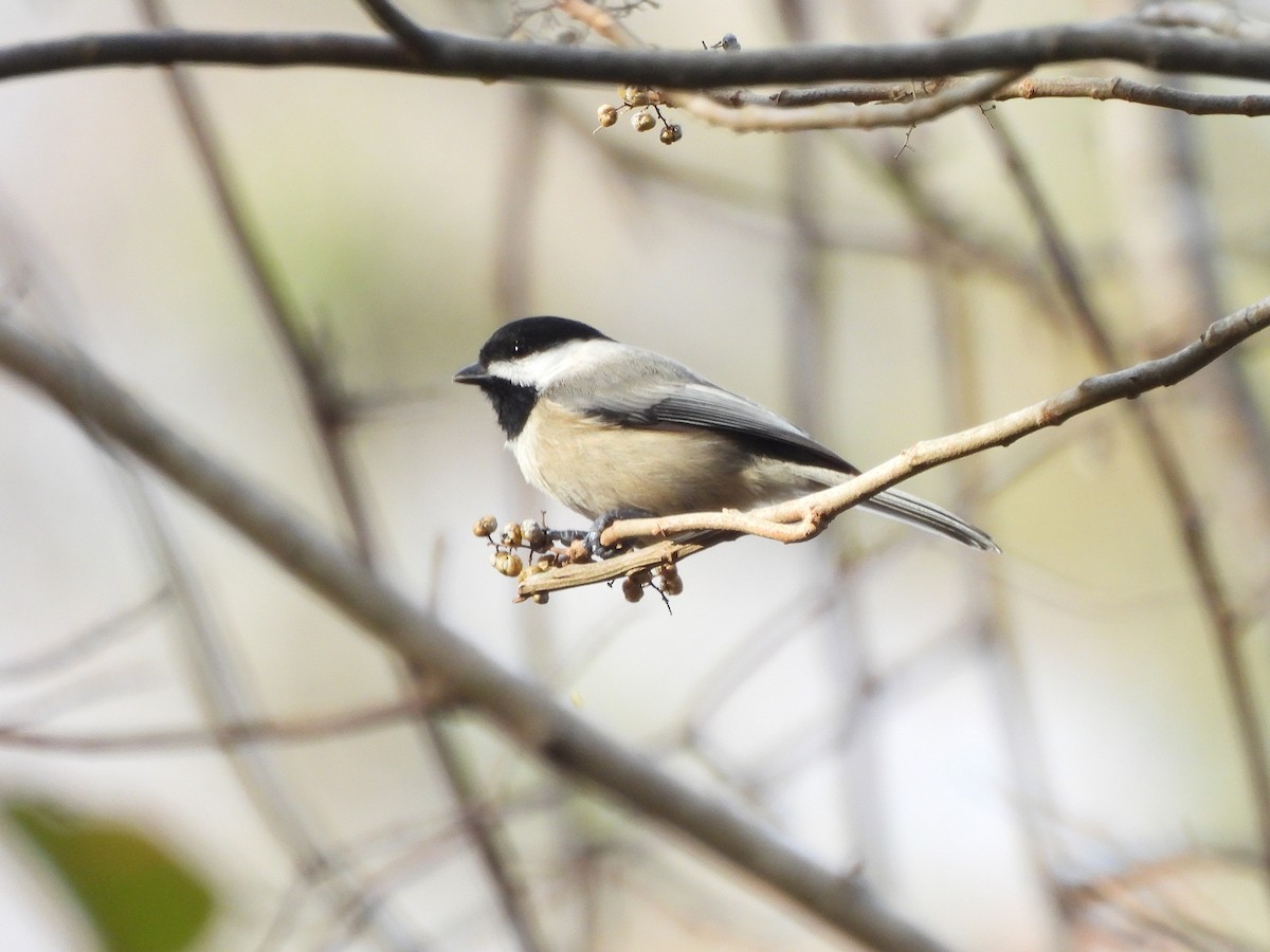 Carolina Chickadee - ML645222431