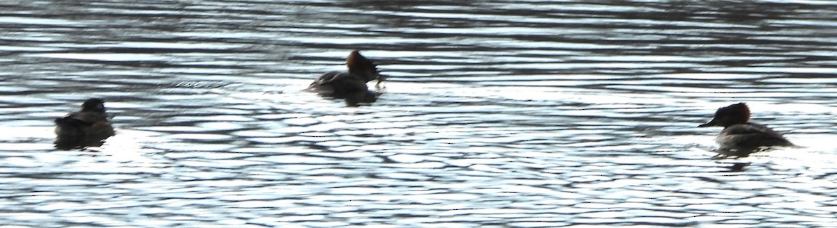 Zerra buruhandia - ML645222432