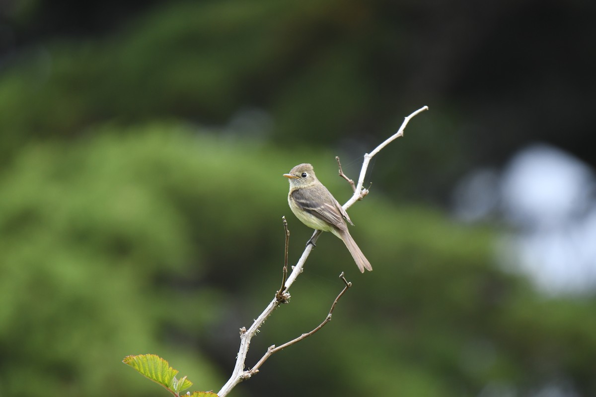 Western Flycatcher - ML645222433