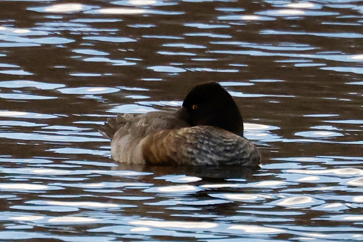 Murgilari txikia - ML645222434