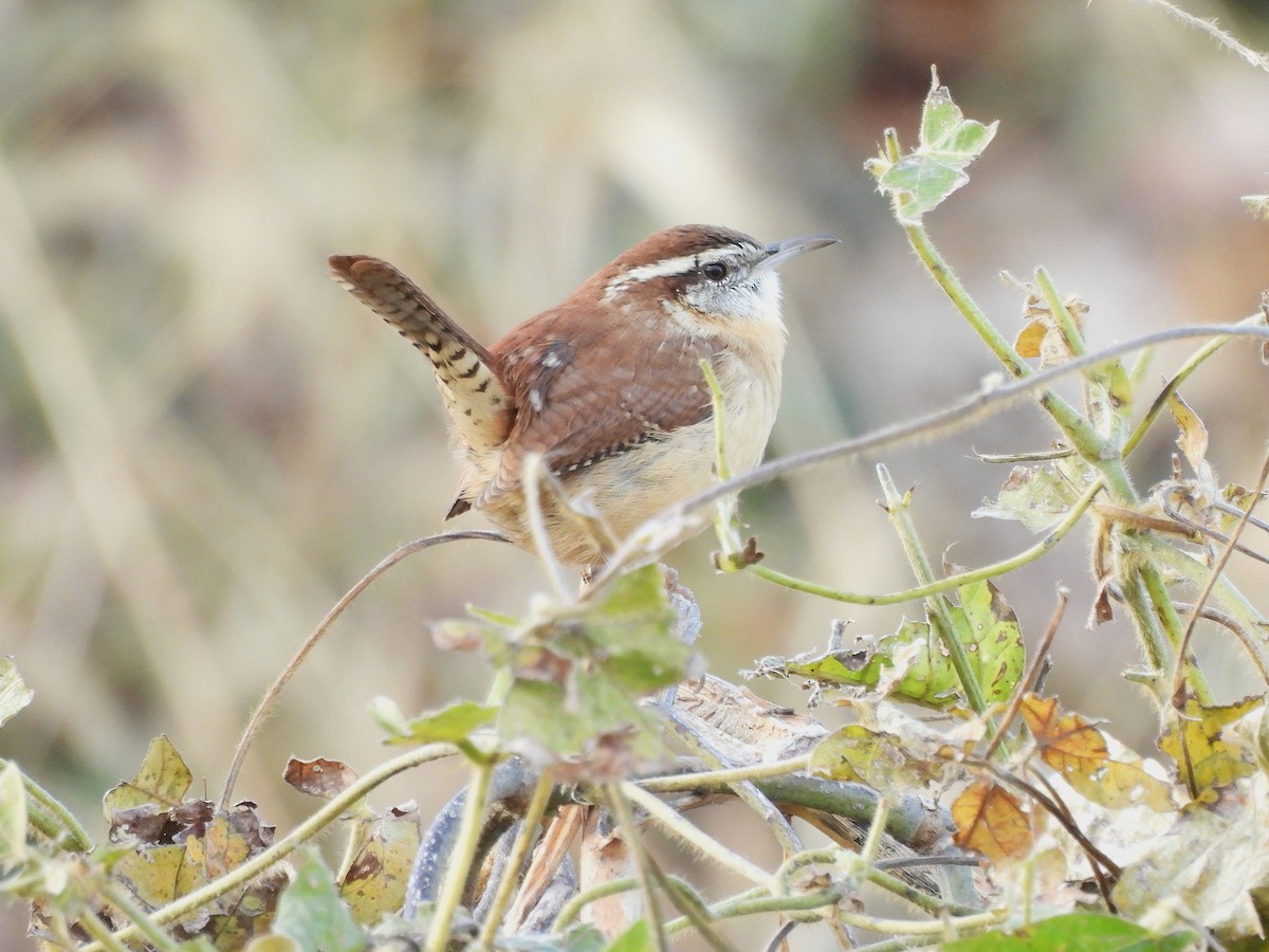 Carolina Wren - ML645222435