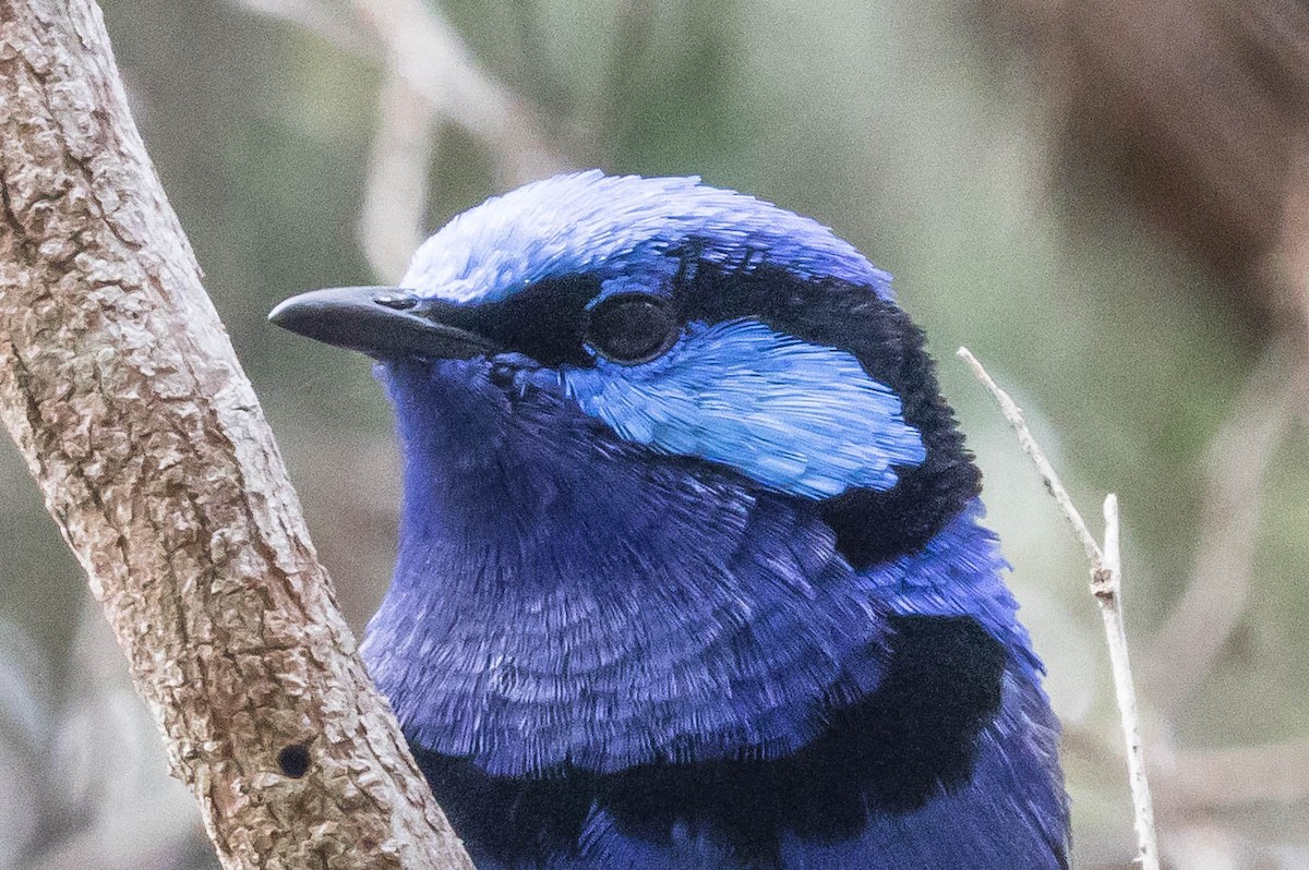 Splendid Fairywren - ML645222436