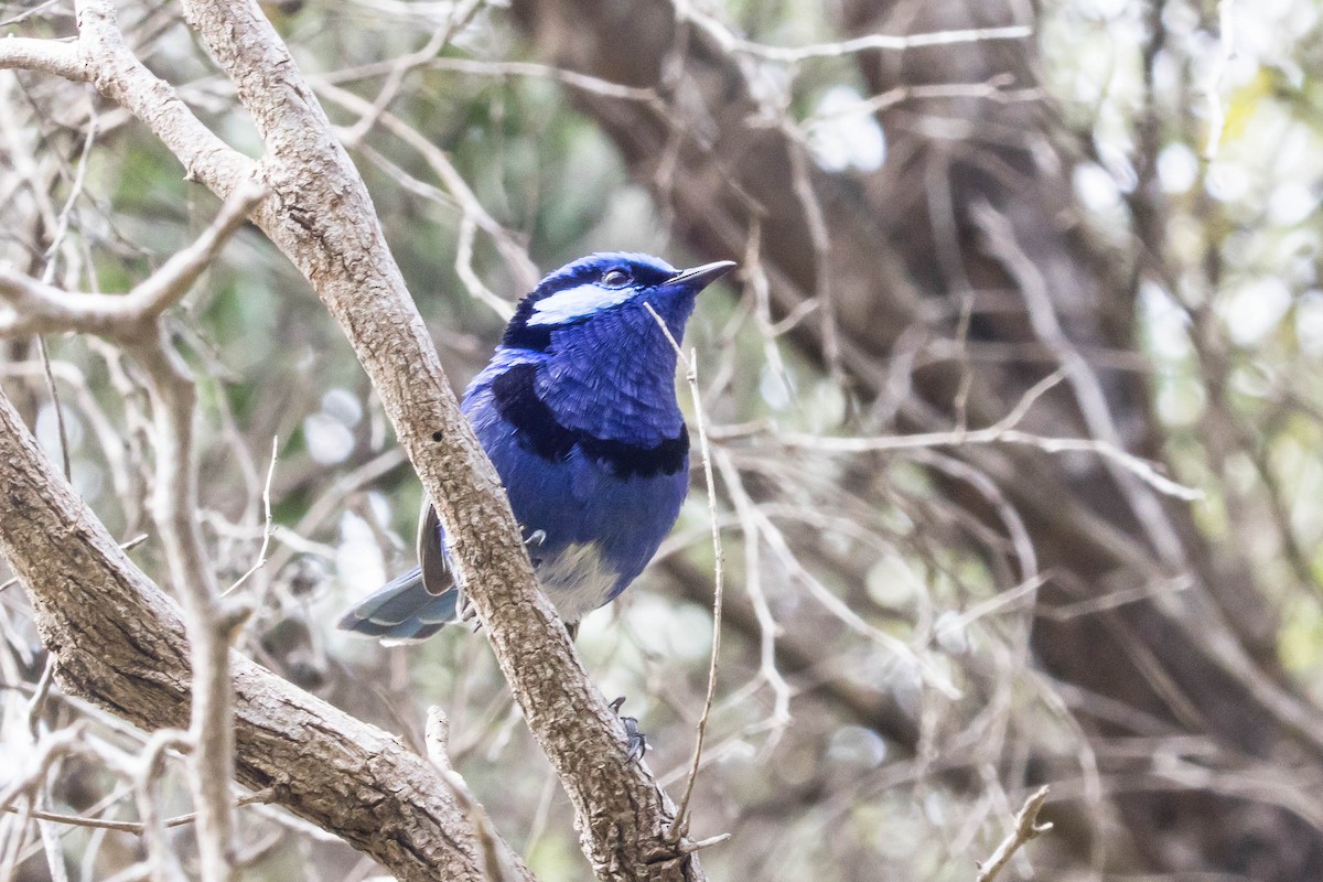 Splendid Fairywren - ML645222437
