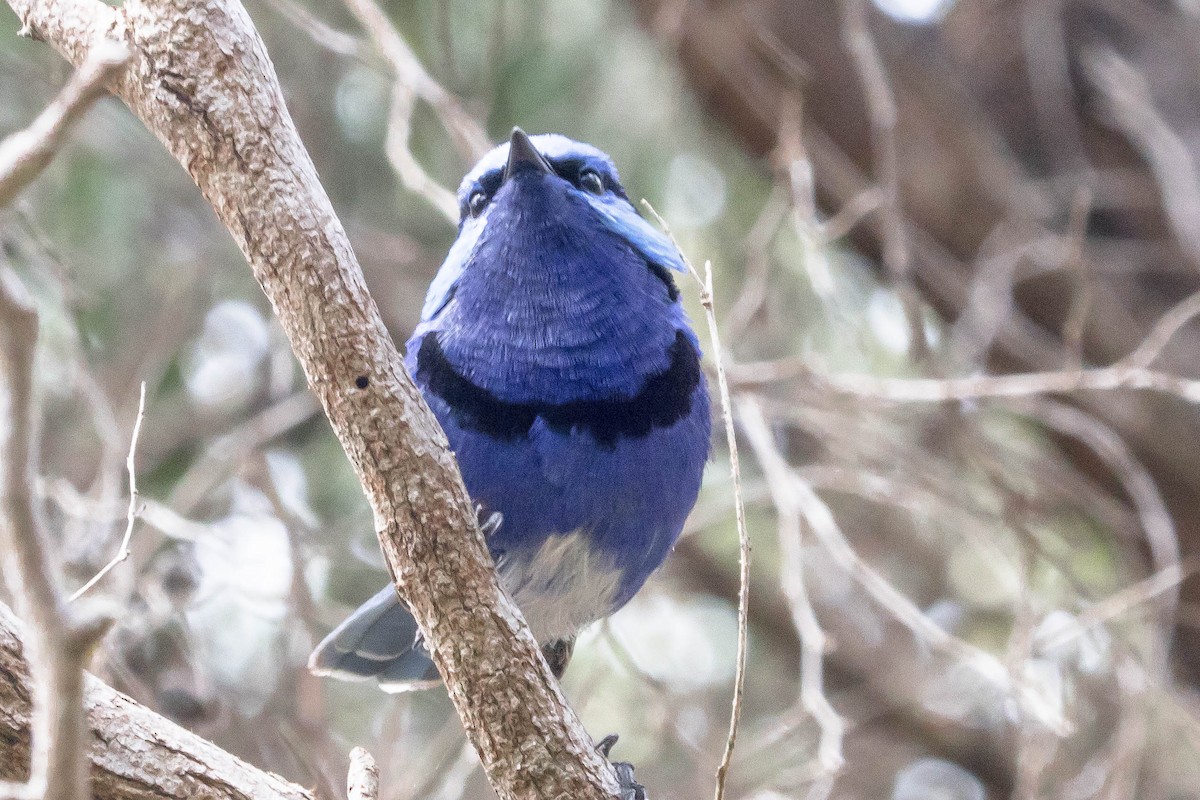Splendid Fairywren - ML645222438