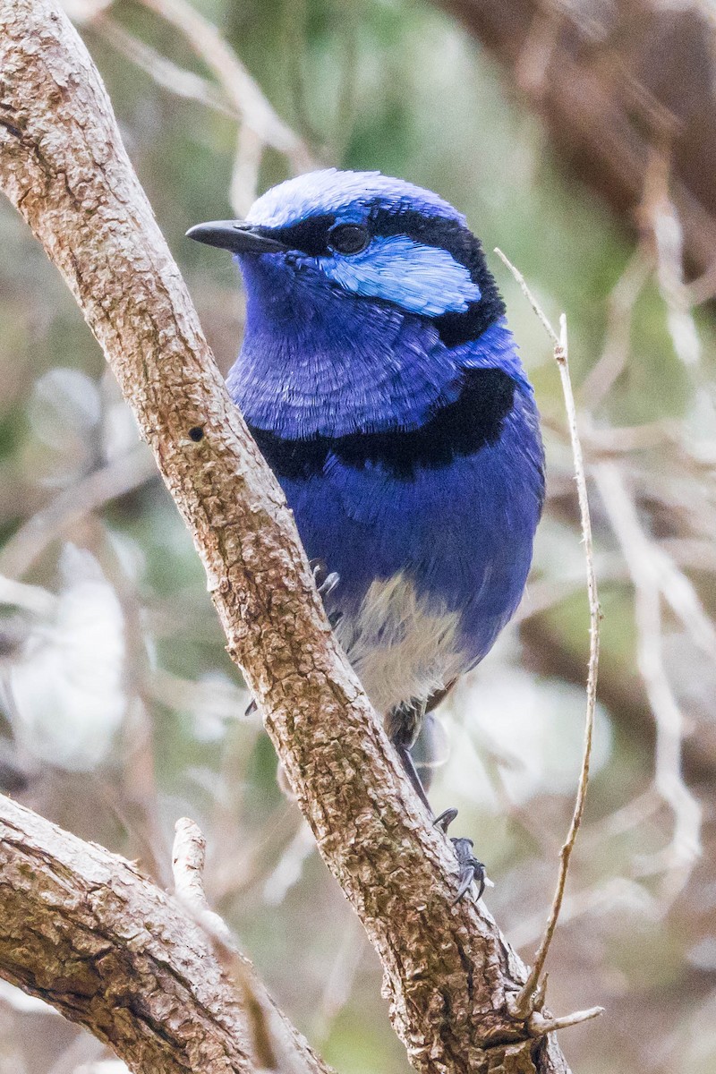 Splendid Fairywren - ML645222439