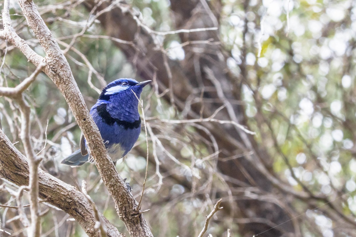 Splendid Fairywren - ML645222440