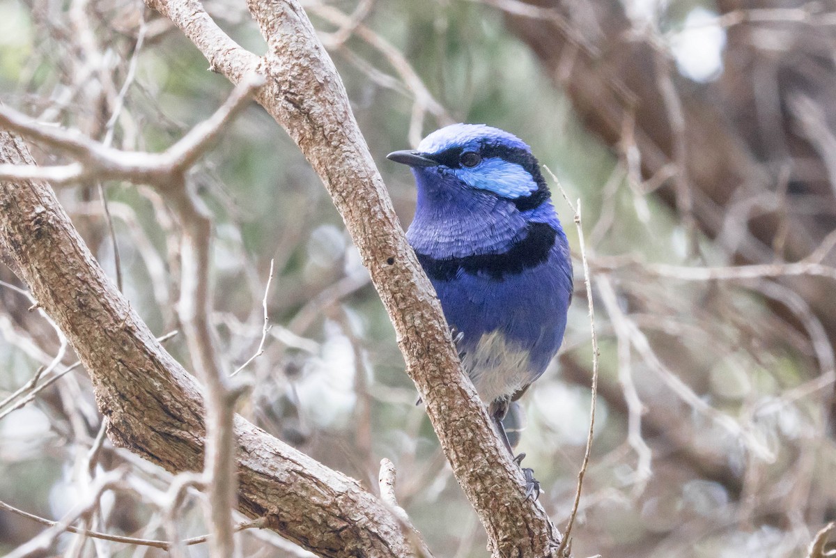 Splendid Fairywren - ML645222441