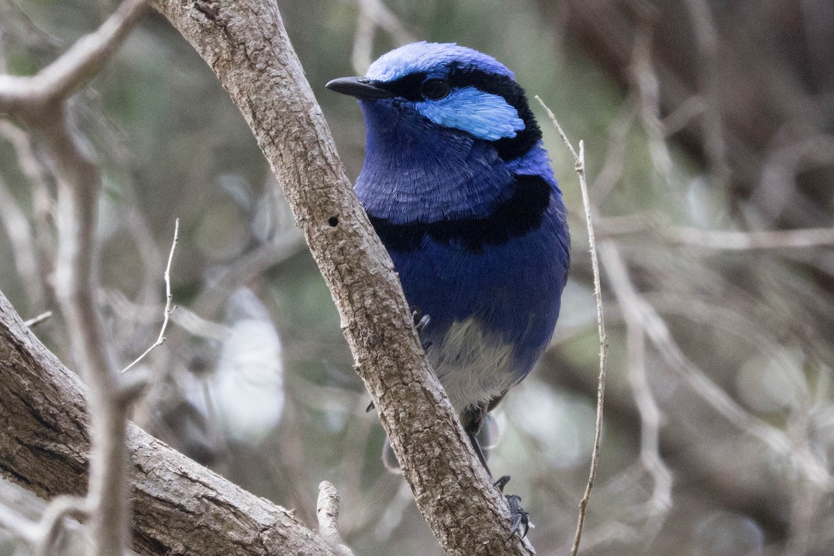 Splendid Fairywren - ML645222442