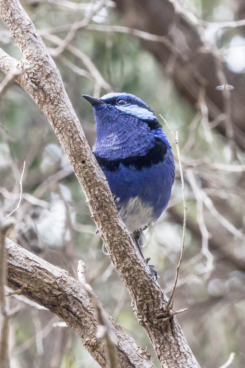 Splendid Fairywren - ML645222444