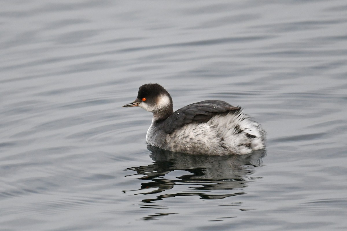 Txilinporta lepabeltza - ML645222448