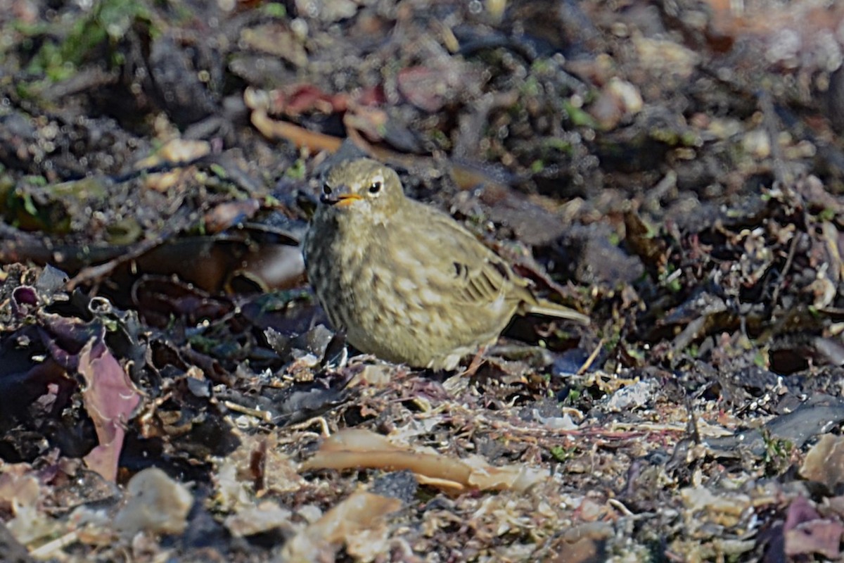 Itsas txirta (petrosus/kleinschmidti) - ML645222449