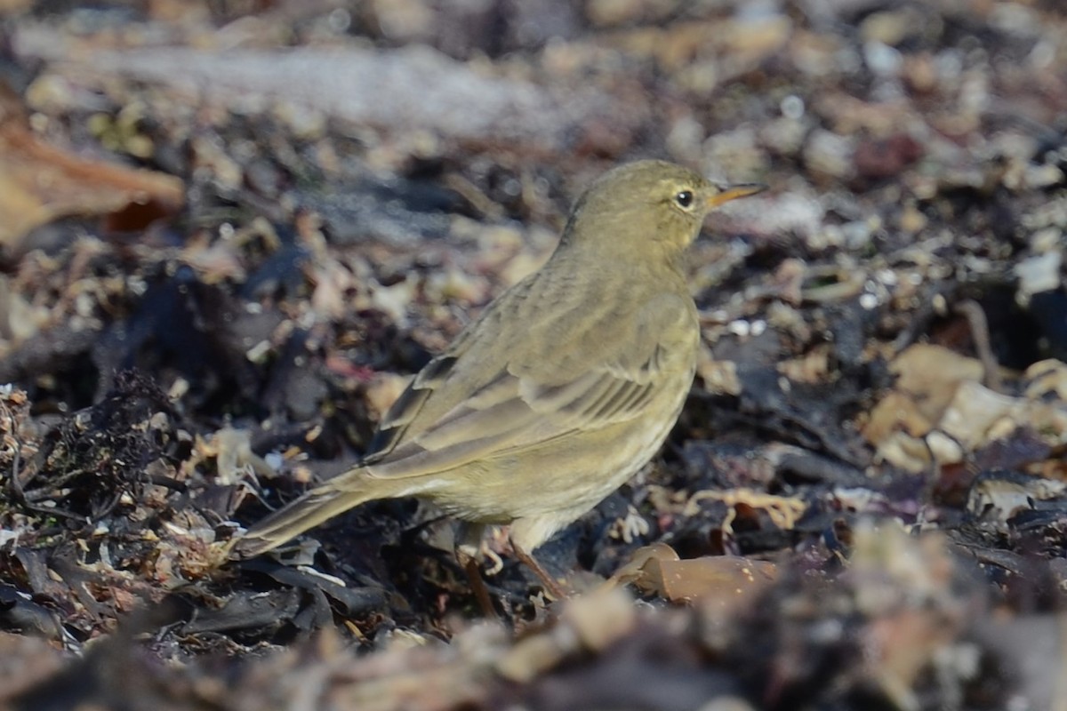 Itsas txirta (petrosus/kleinschmidti) - ML645222450