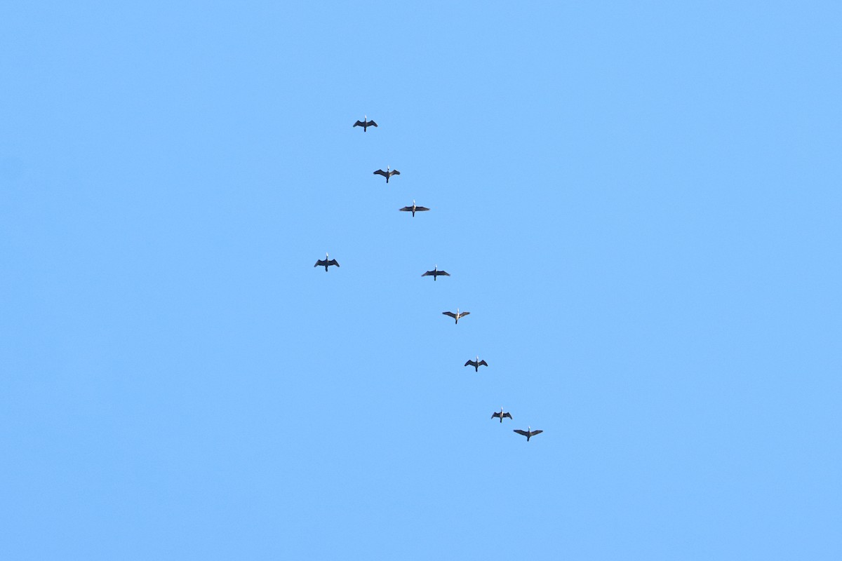 kormorán velký (ssp. sinensis/hanedae) - ML645222451