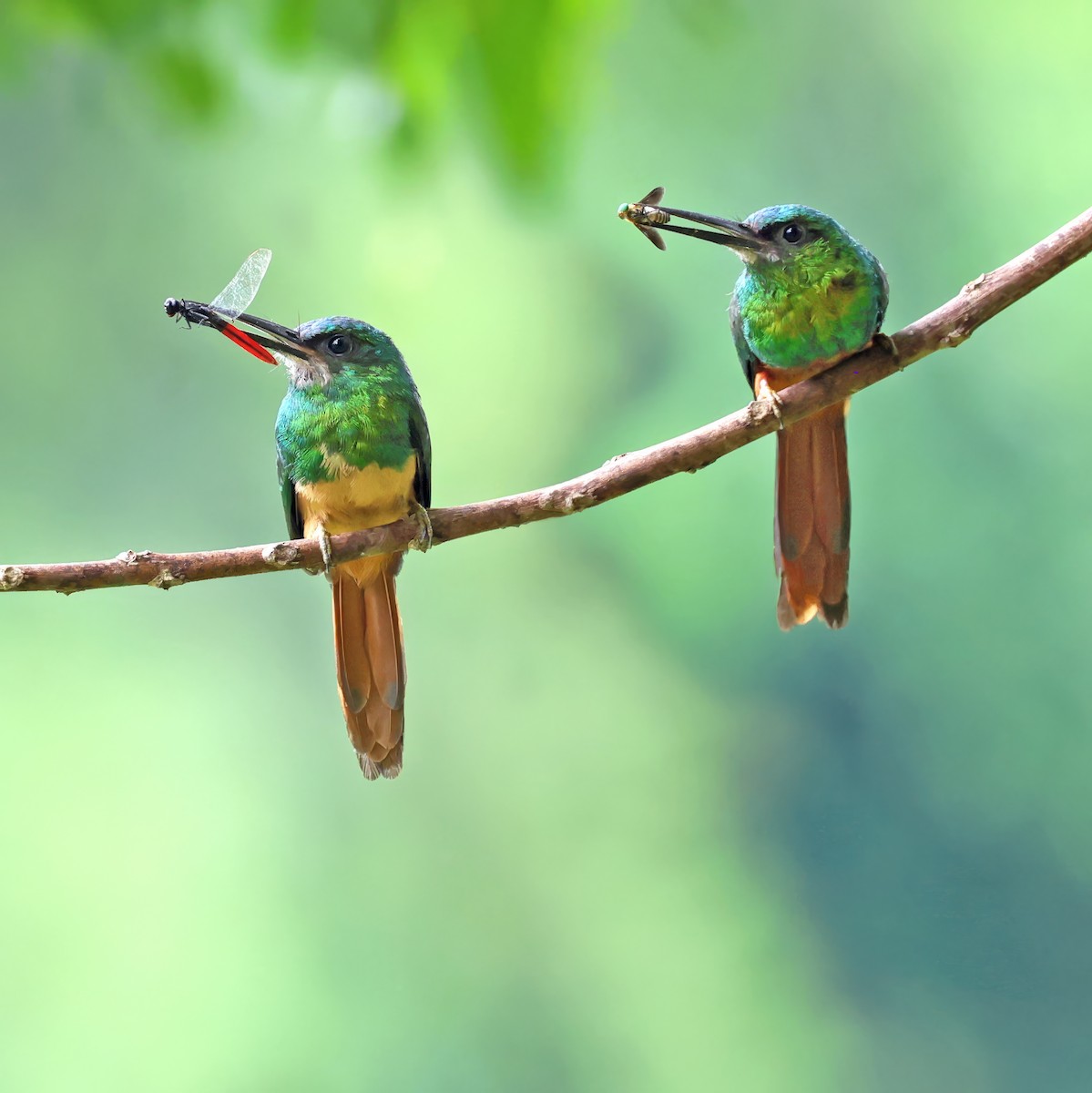 Bluish-fronted Jacamar - ML645222452