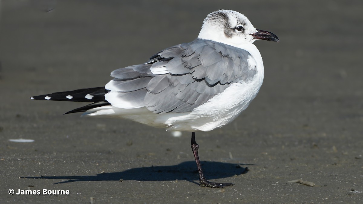 Antxeta mokogorri amerikarra - ML645222453