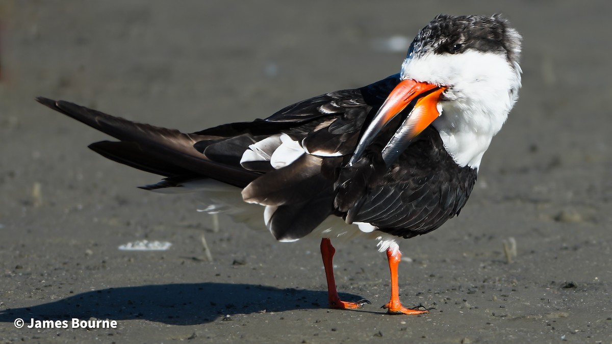 Aizturmoko amerikarra - ML645222459