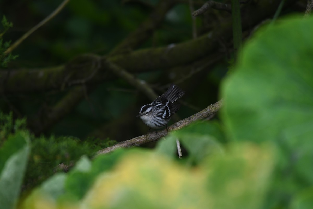 Black-and-white Warbler - ML645222462