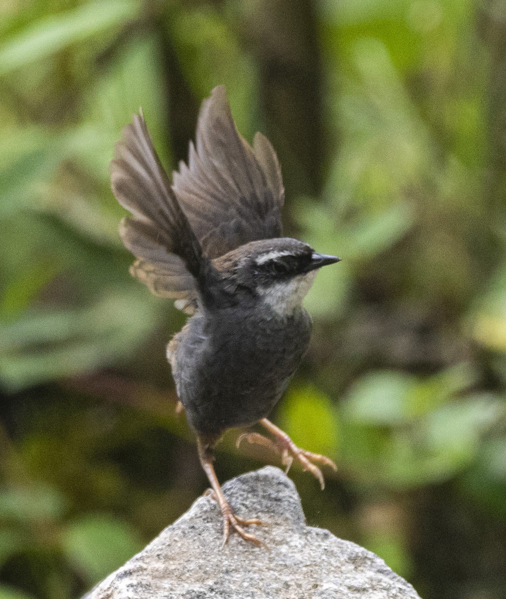 White-browed Tapaculo - ML645222474