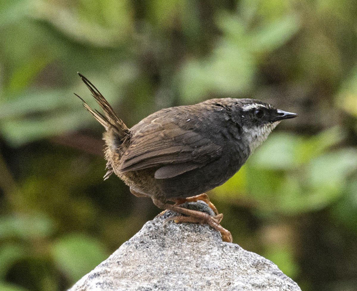 White-browed Tapaculo - ML645222475