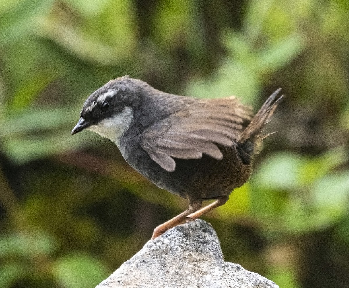 White-browed Tapaculo - ML645222476