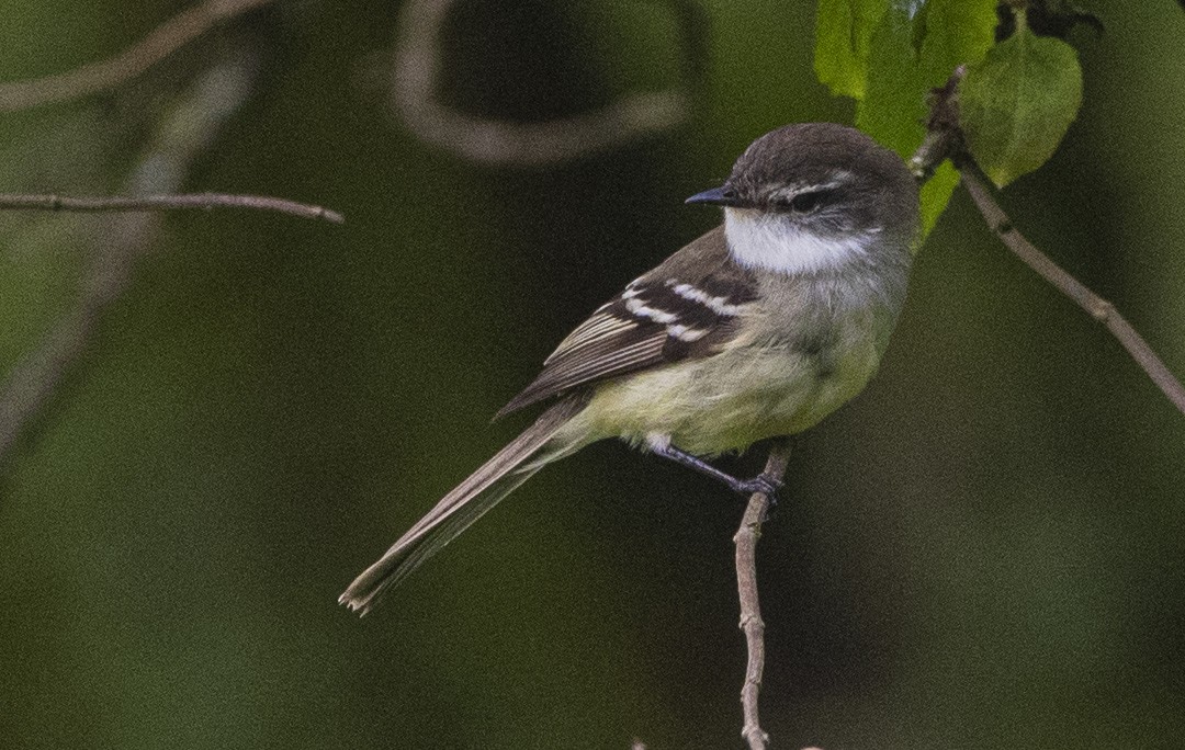 White-throated Tyrannulet - ML645222480