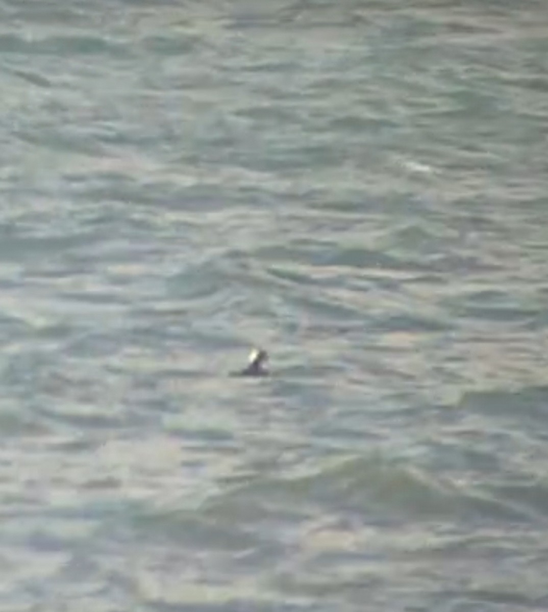 turpan pestrozobý - ML645222483