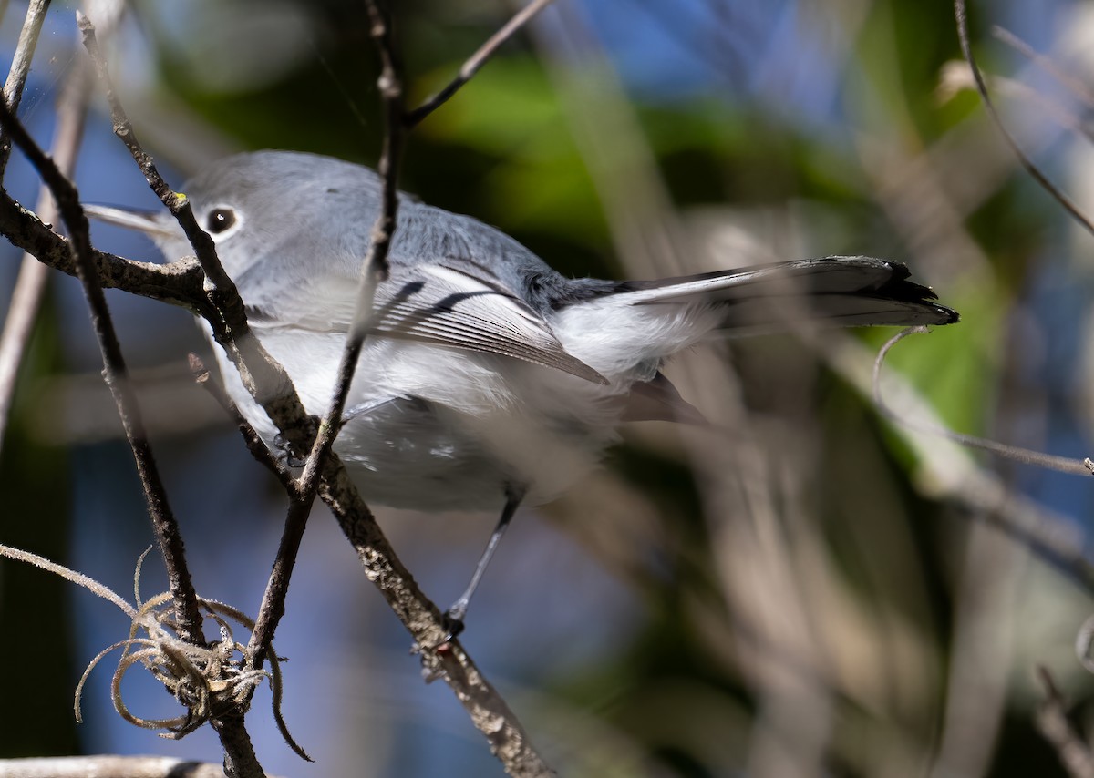 Blue-gray Gnatcatcher - ML645222484